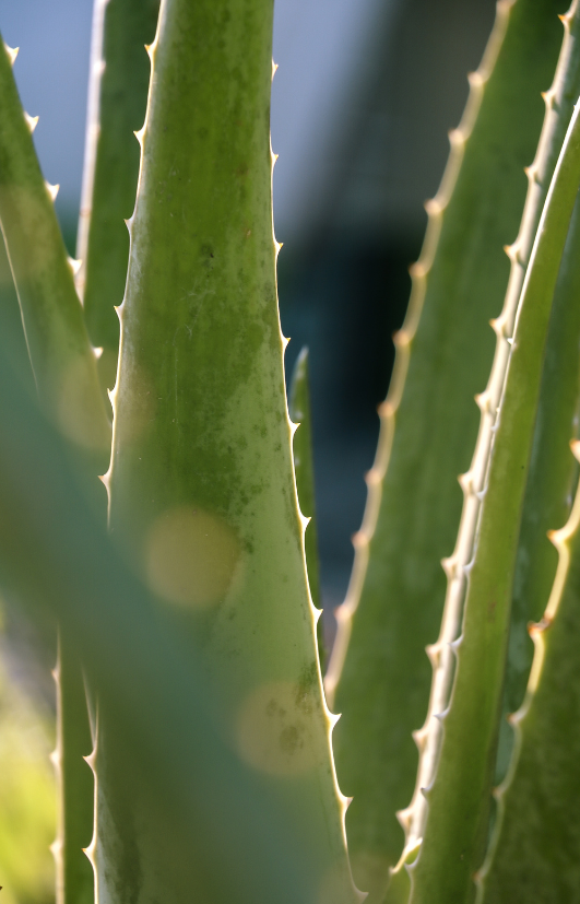 Buy Organic Aloe Vera Seeds & Learn How to Grow