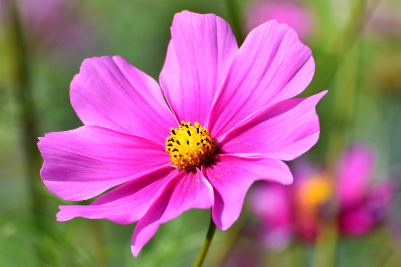 Graceful Beauty: Growing Tall Pink Cosmos Flowers