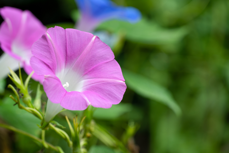 Buy Pink Morning Glory Flower: A Garden's Graceful Elegance