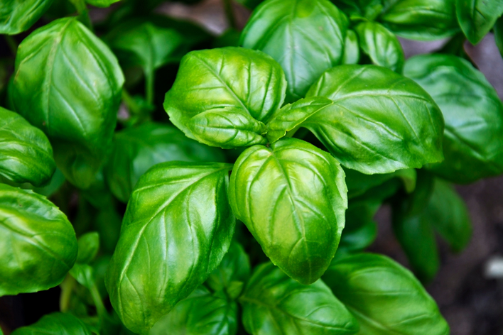Blossom with Gustosa Basil Seeds - Shop now!