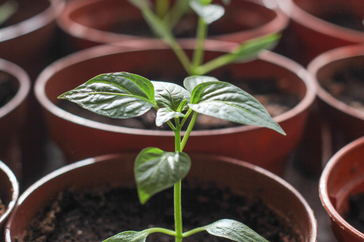 Cultivate flavor with Sweet Basil Seeds!
