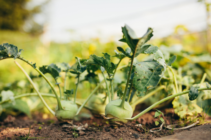 Crunchy Kohlrabi Seeds - Buy and Plant Today!