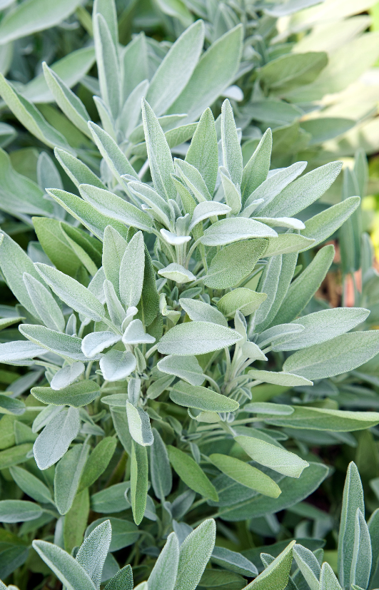 Spanish Sage Seeds - Aromatic Herbs for Your Garden