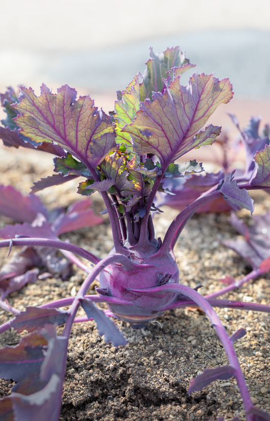 Seeds shop - Embrace the allure of Purple Kohlrabi