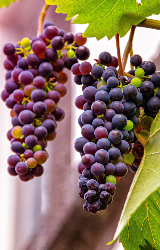 Buy Grape Seeds - Garden delight!