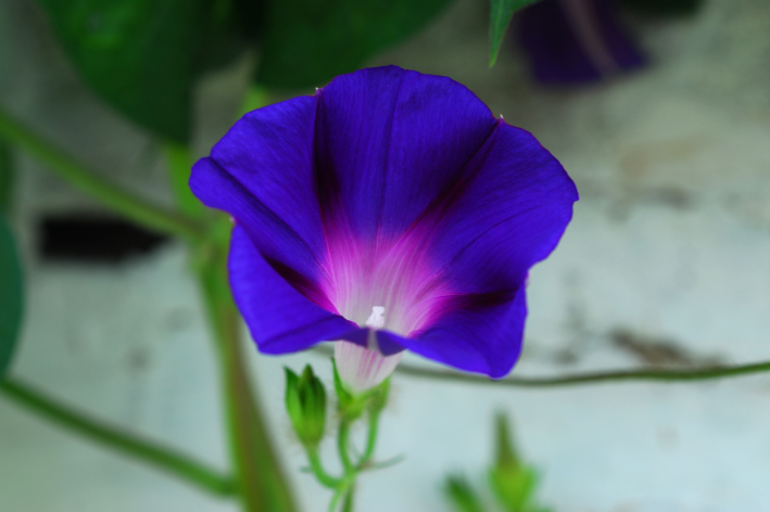 Buy Blue Morning Glory Seeds - Garden enchantment