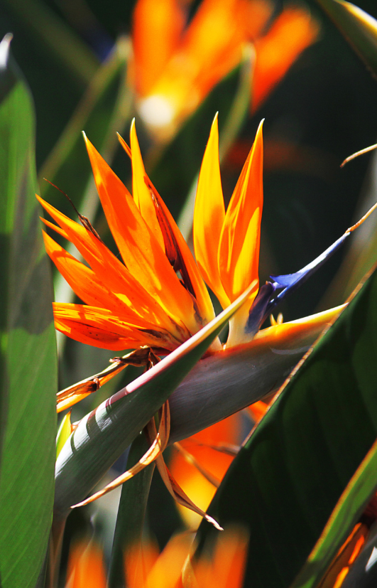Cultivate paradise with Strelitzia Seeds!