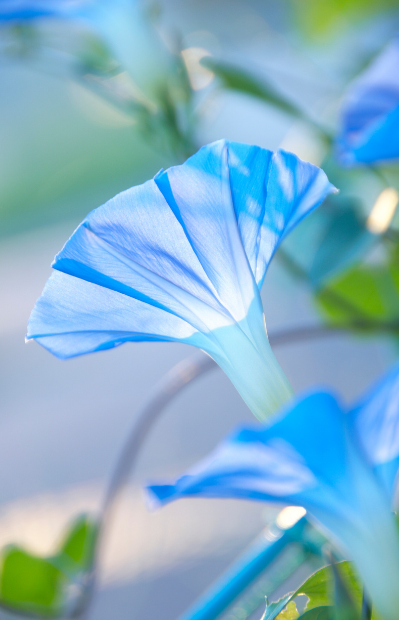Buy Heavenly Blue Morning Glory Seeds - Garden joy!