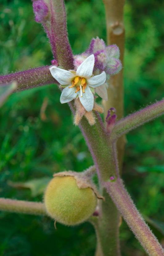 Lulu plommonfrön | Solanum Quitoense Naranjilla