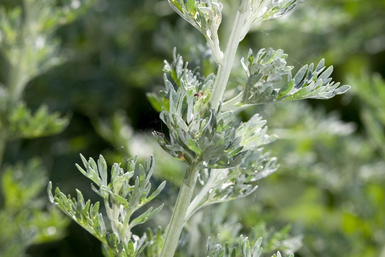 Buy top-quality Artemisia Annua seeds online! Our bag contains numerous small, oval-shaped seeds, perfect for planting or research and development.