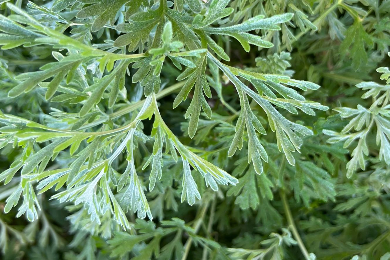 Artemisia Annua Seeds for sale - Plant herbal wonders!