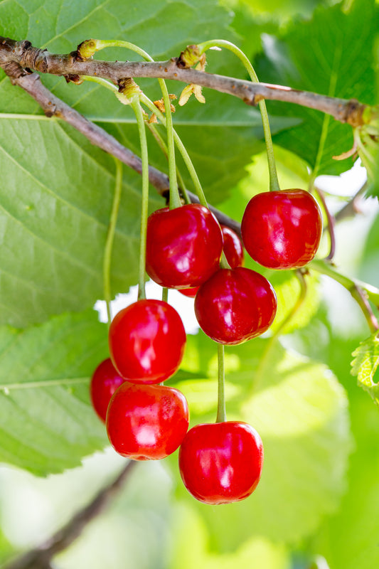 Buy Cherry Pits: Cultivate Juicy Garden Delights 