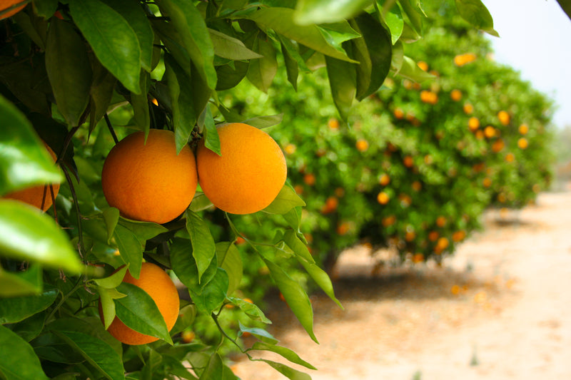 Organic Heirloom Orange Seeds: Garden's Wholesome Treasure