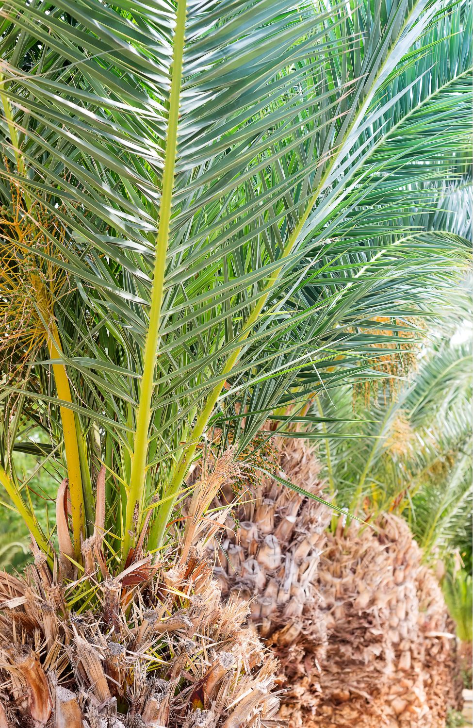 Phoenix Canariensis Seeds - The Perfect Choice for Anyone Looking to Add Some Greenery to Their Backyard!