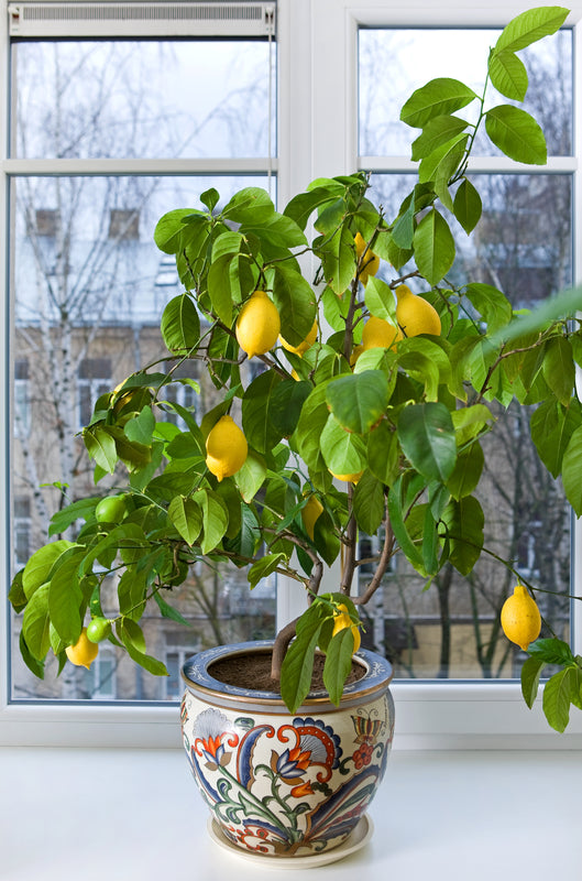 Lemon seeds, the essence of citrus, presented in a seeds shop for gardening enthusiasts.