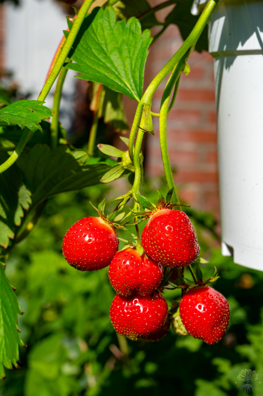 Buy Seeds | Red Strawberry Seeds - Organic Fruit Seeds Shop
