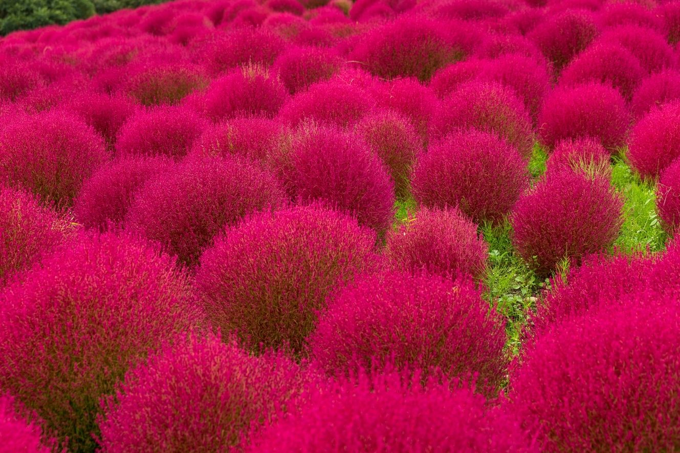 Kochia Scoparia Seeds - Cultivate unique and eye-catching foliage for a stunning garden