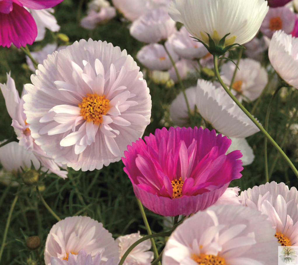 Mix Type Cosmos Cup Flower Seeds 