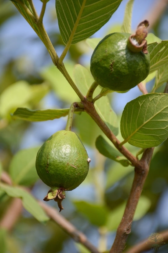 Buy Guava Seeds: Cultivate Garden Delights 
