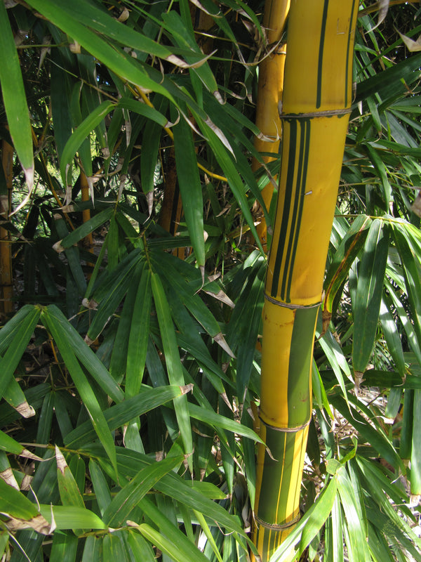Shop Bicolor Striped Bamboo Seeds - Natural Beauty