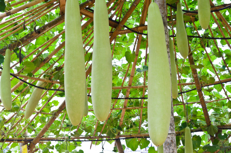 A diverse collection of Long Gourd seeds, available for purchase at a reputable seeds shop.