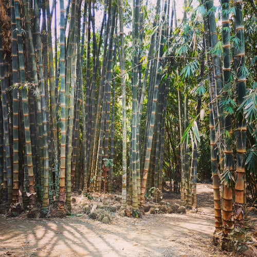 High Quality Dendrocalamus Asper Seeds for Sale - Grow Strong and Durable Giant Bamboo - Order Now