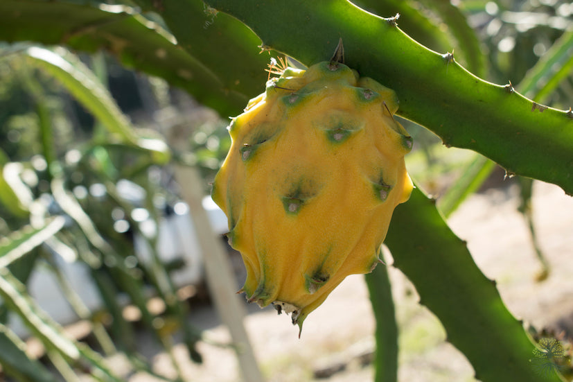 White Dragon Fruit Plant - Fruiting Cactus Vine