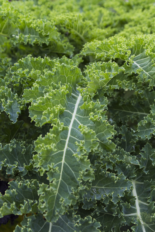 Buy | Organic Green Kale Seeds Vegetable Seeds Online