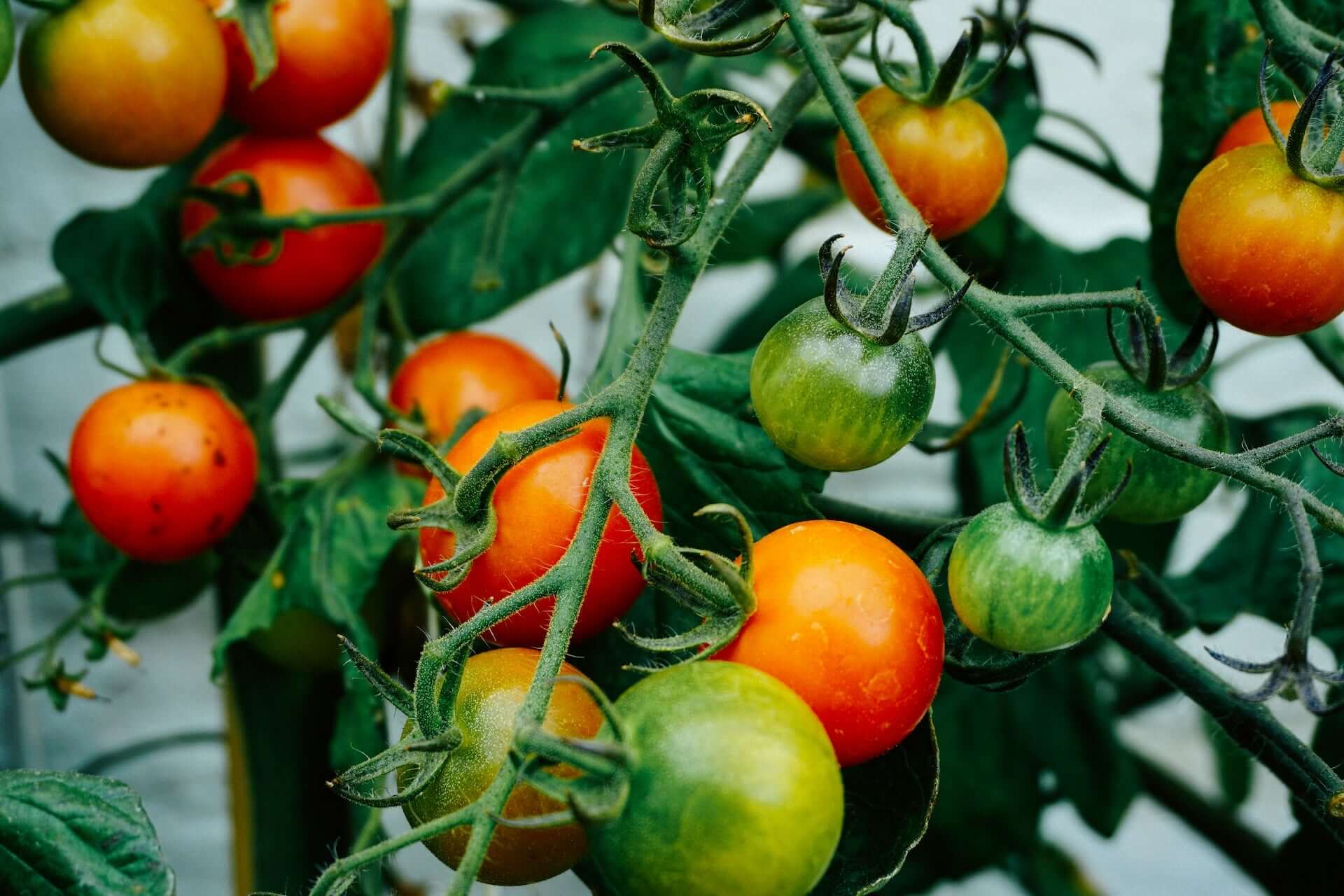 How to Grow Heirloom Tomatoes | Why Heirloom Tomatoes Are Better