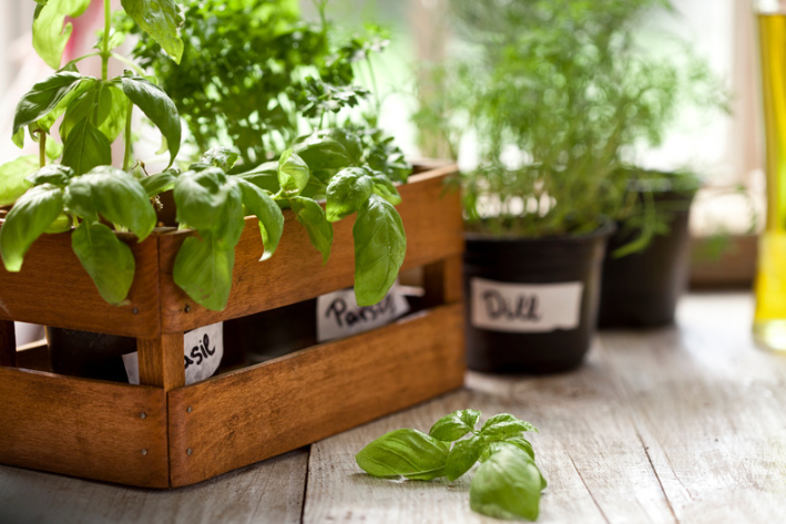 How Indoor Gardening with PLANT-MY-SEEDS Can Transform Your Home