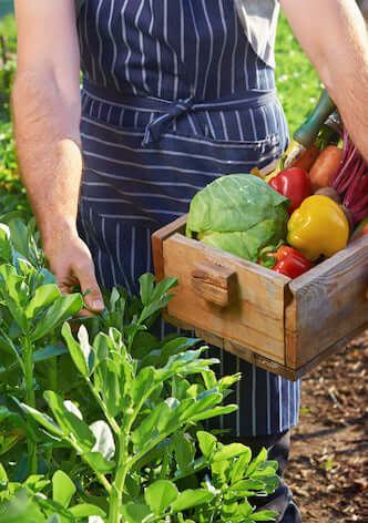 Plant A Variety Of Veggies In Your Garden