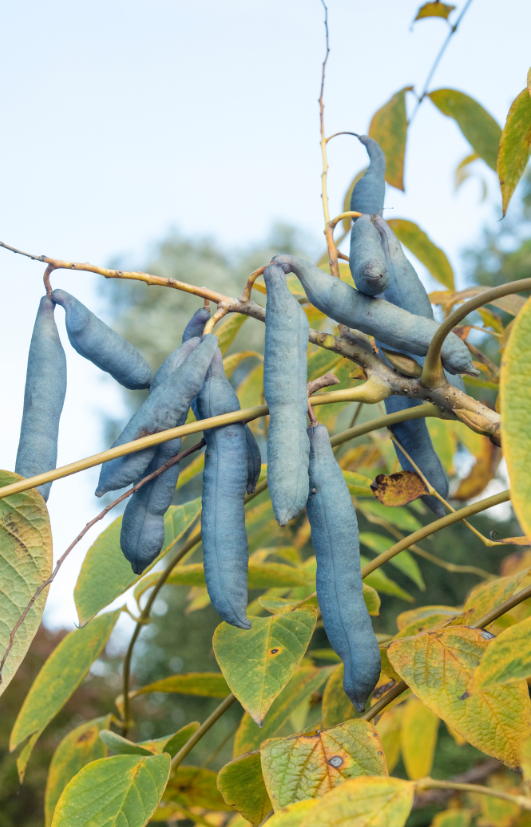 Decaisnea fargesii Seeds - Blue Sausage Fruit Seeds for Unique Garden Planting