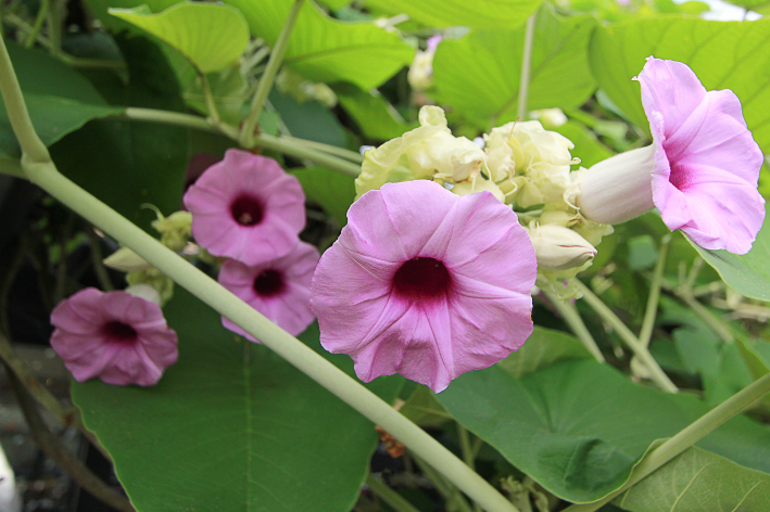 Hawaiian Baby Woodrose Seeds (Argyreia Nervosa) - Natural Seeds with Medicinal Properties