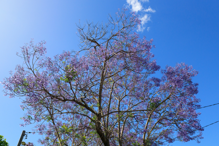 Jacaranda Tree Seeds - Exquisite Jacaranda mimosifolia Seeds for Home Planting and Arboriculture
