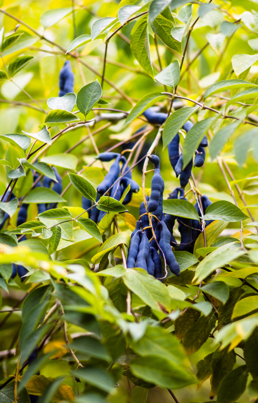 Close-up of Blue Sausage Fruit Seeds - Decaisnea fargesii Botanical Seeds