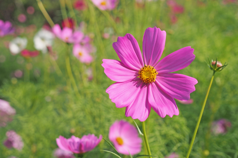 Buy Pink Aster Flower Seeds: Your Garden's Pink Paradise