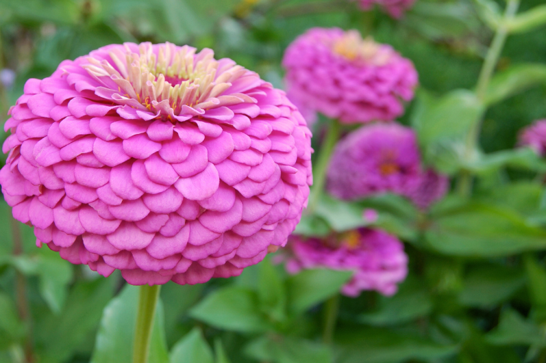 Buy Premium Pink Zinnia Flower Seeds Collection