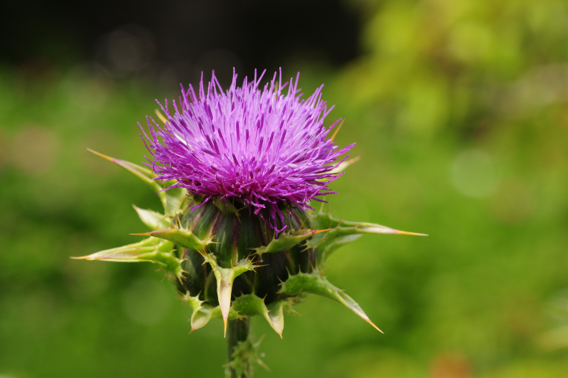 Cultivate Wellness with Milk Thistle Seeds