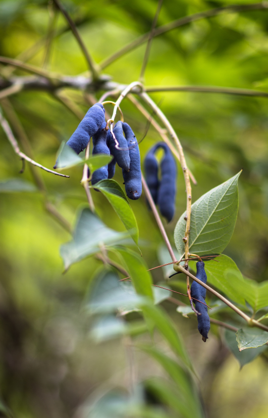 Exotic Decaisnea fargesii Seeds - Blue Sausage Fruit Seeds for Landscape Enthusiasts