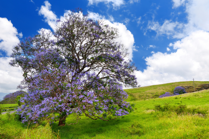 Jacaranda mimosifolia Seeds - Purple Flowering Tree Seeds for Gardening and Landscaping