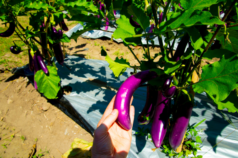 Planting Potential: Long Purple Eggplant