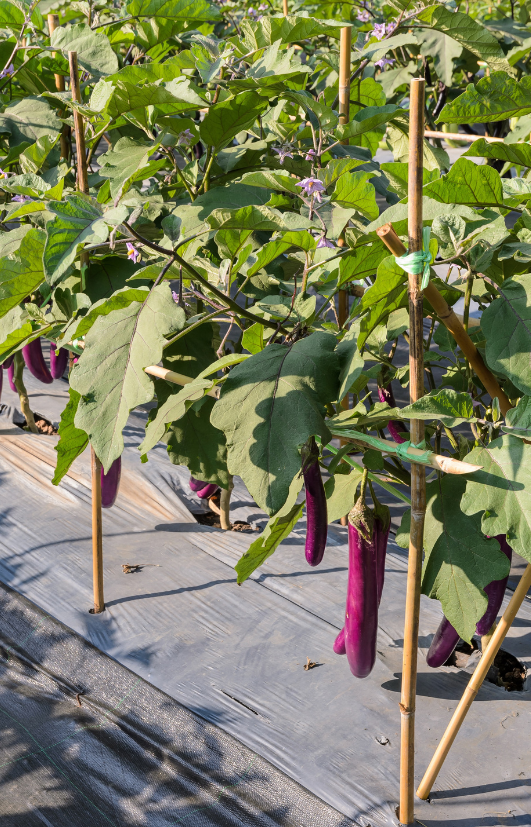 Long Purple Eggplant Seeds: Fresh, Flavorful, and Ready to Grow!"