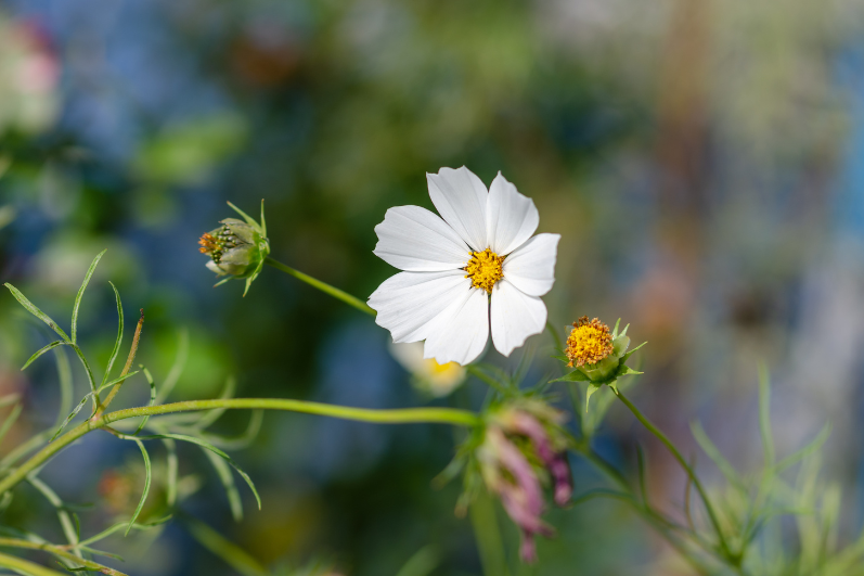 Premium Middle White Cosmos Seeds Collection