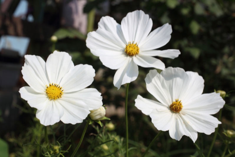 Middle White Cosmos Flower Seeds: Blossom with Elegance