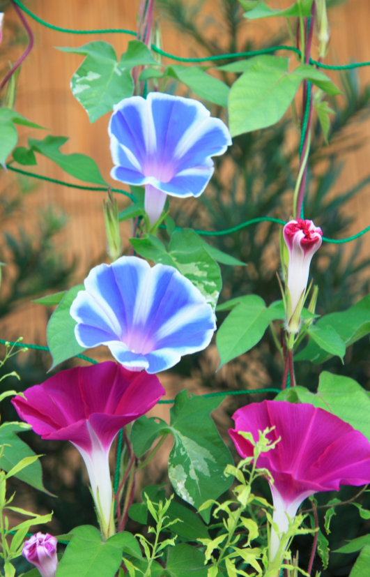 Buy Mix Morning Glory Flower Seeds: Garden's Colorful Start