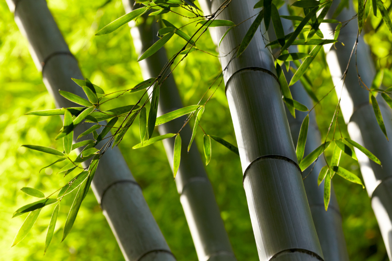 Semillas gigantes de bambú Waya - Dendrocalamus Membranaceus