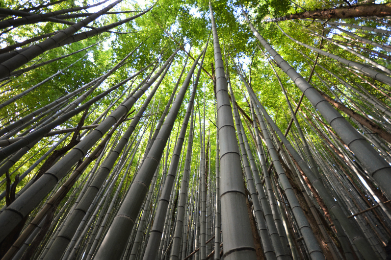 Buy Giant Waya Bamboo Seeds: Cultivate Majestic Dendrocalamus Membranaceus