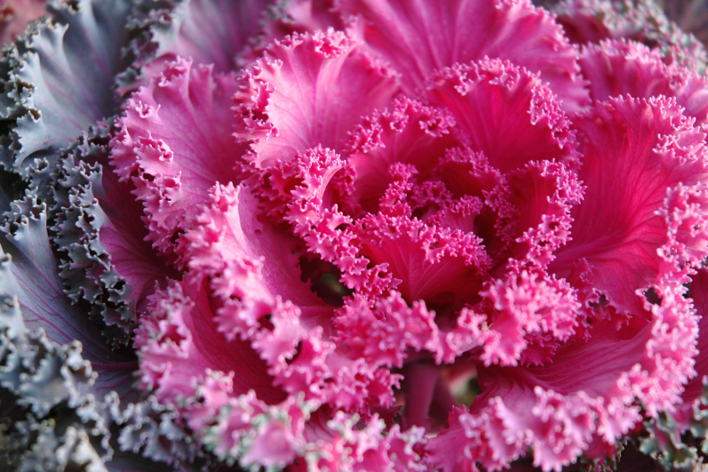Grow Kamome Flowering Pink Kale from Seeds for Vibrant Beauty