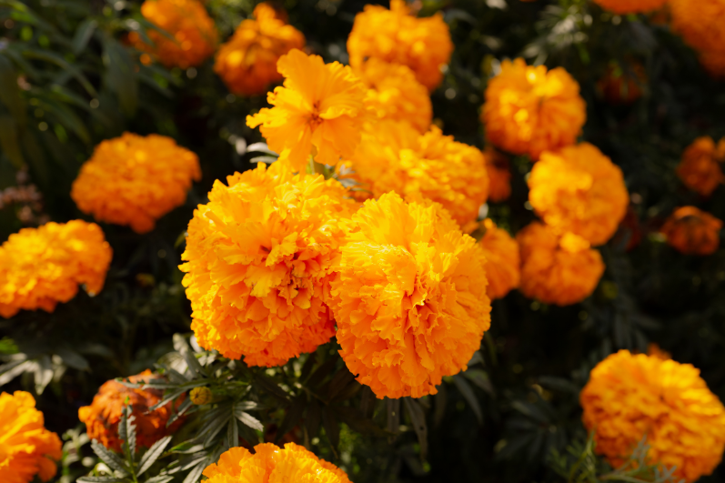 Premium Orange African Marigold Dwarf Seeds Collection