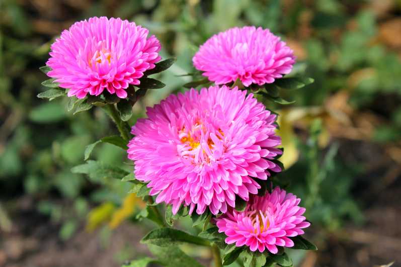 Buy Tall Pink Aster Flower Seeds: Elevate Your Garden